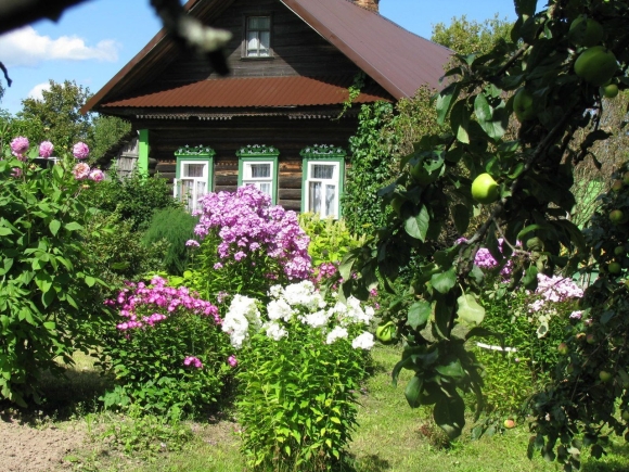 Палисад мальвы деревня
