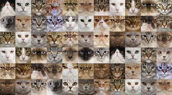 Фон с котиками