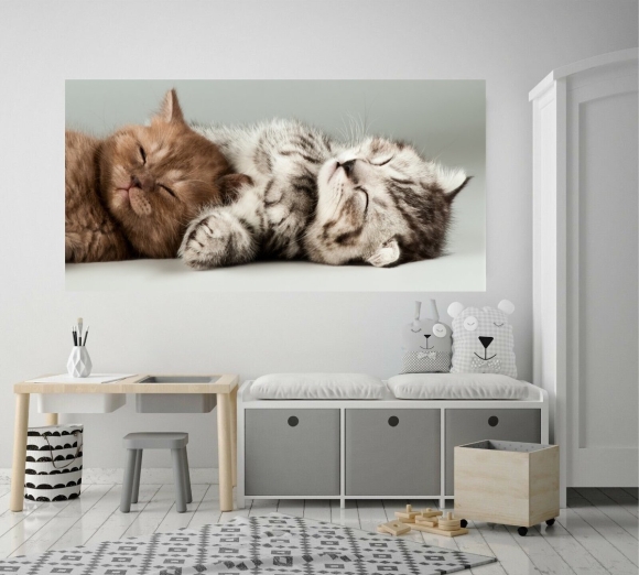 Фотообои коты