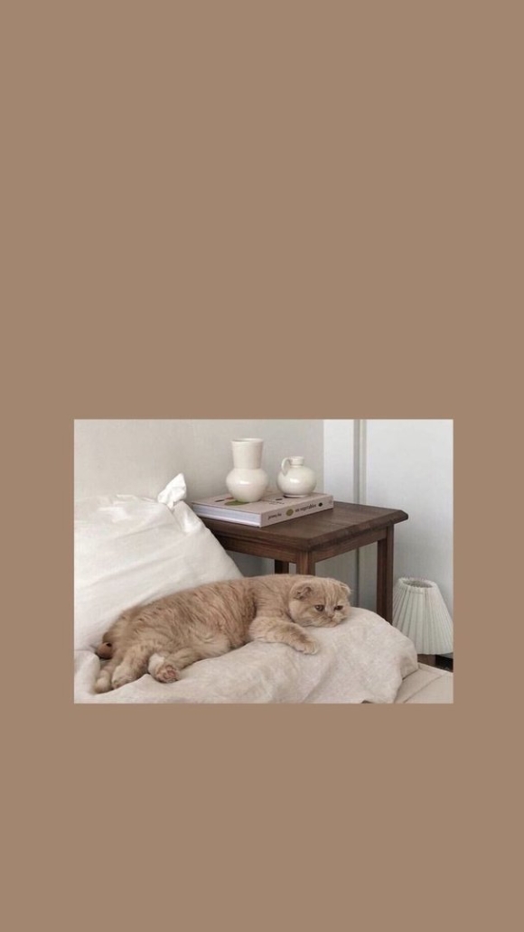 Котики Эстетика бежевый