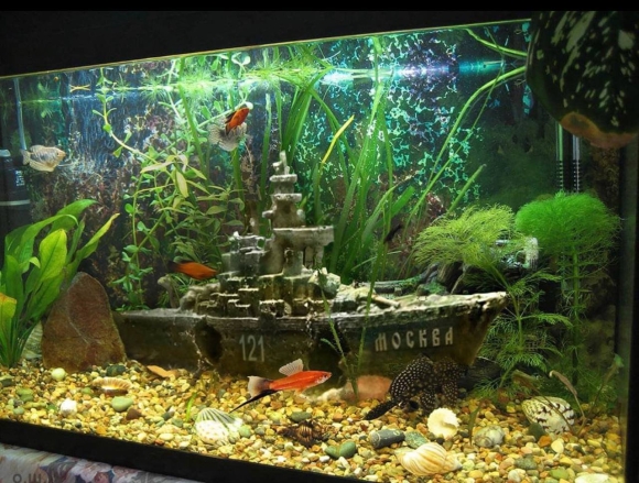 Красивые аквариумы