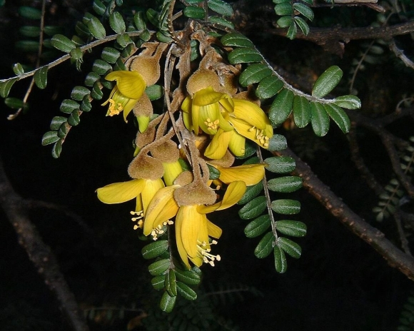 Sophora japonica