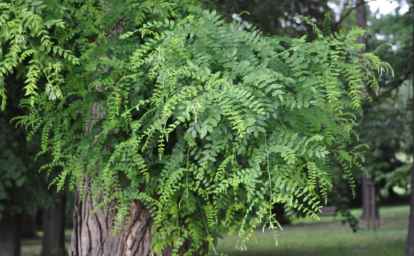 Софора японская Sophora japonica