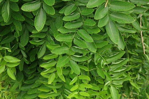 Sophora japonica