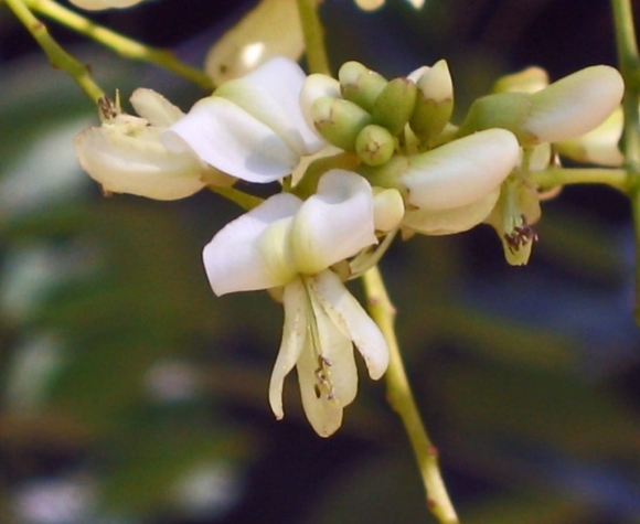 Sophora japonica pendula