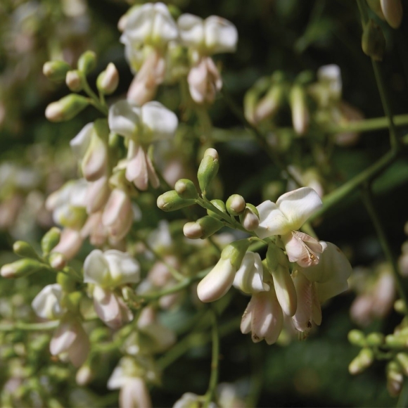 Sophora japonica
