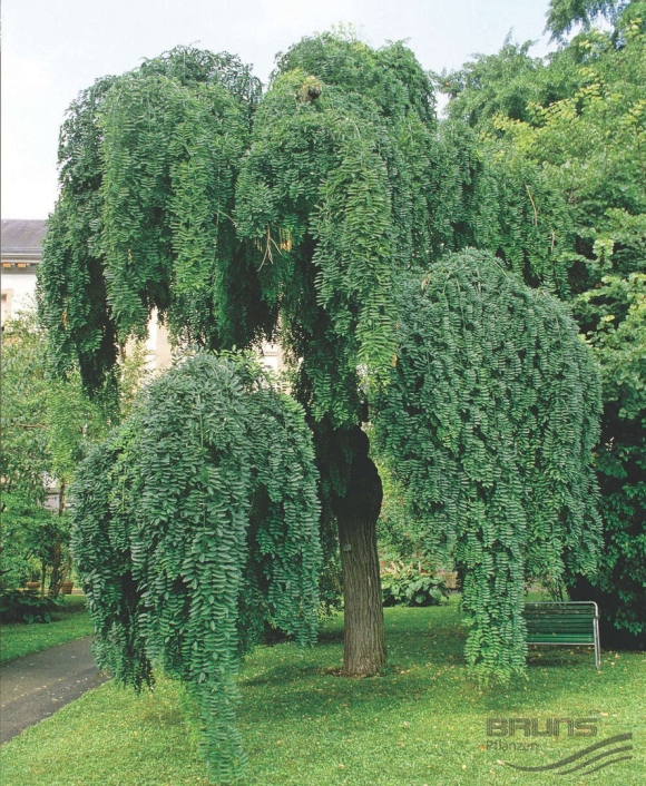 Софора японская Sophora japonica