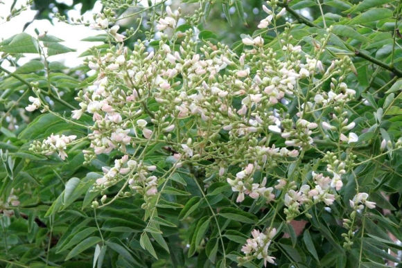 Софора японская Sophora japonica
