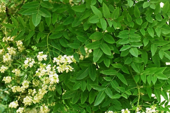 Софора японская Sophora japonica