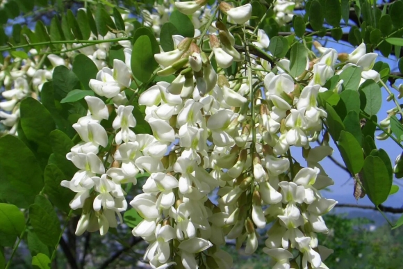 Софора японская Sophora japonica