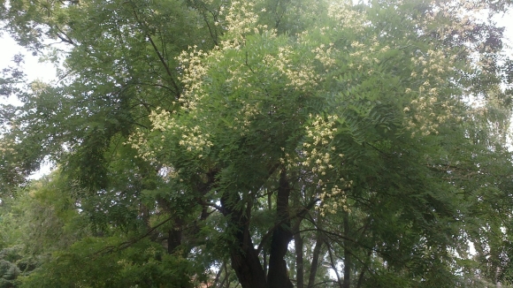 Sophora japonica