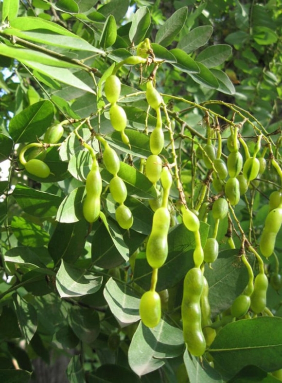 Софора японская Sophora japonica
