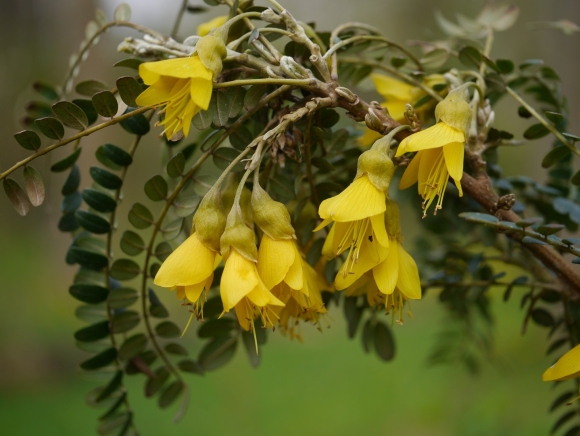 Sophora microphylla