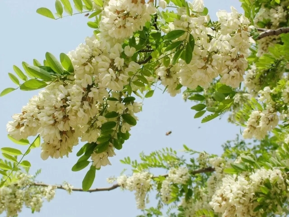 Японская Акация софора