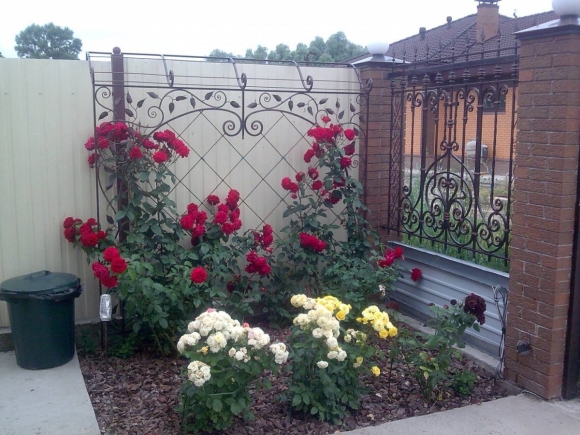 Розы в палисаднике