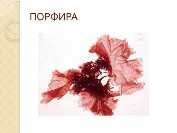 Красные водоросли порфира