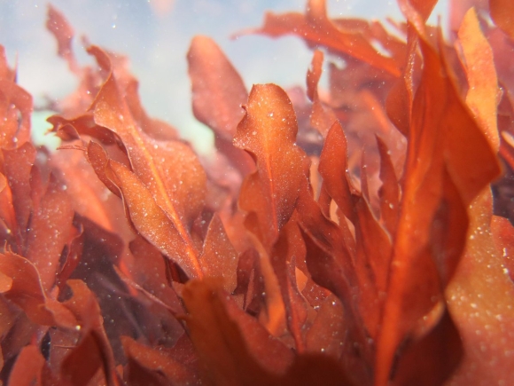 Красные водоросли Rhodophyta багрянки