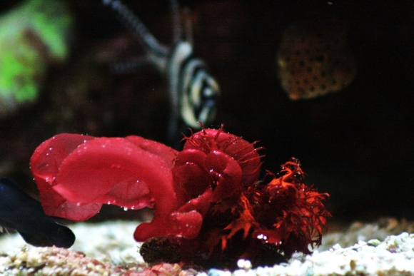 Водоросли Porphyra tenera