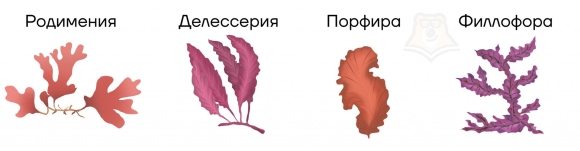 Красные водоросли делессерия
