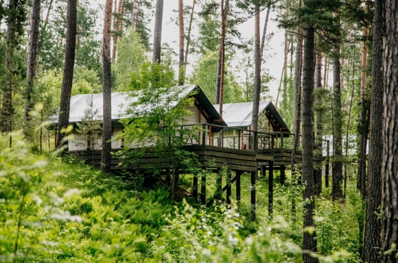 Чепош горный Алтай