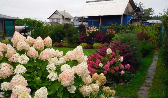 Гортензия метельчатая Perle de Festival