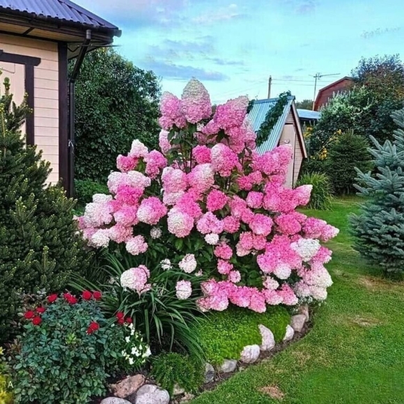 Гортензия метельчатая Vanila Friese