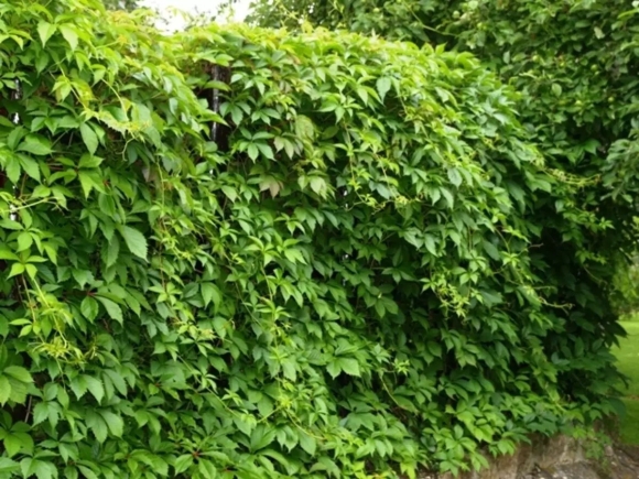 Виноград девичий пятилисточковый Parthenocissus quinquefolia
