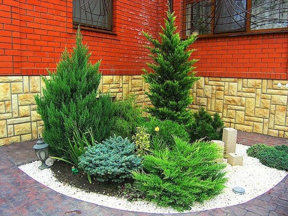 Туя можжевельник ландш