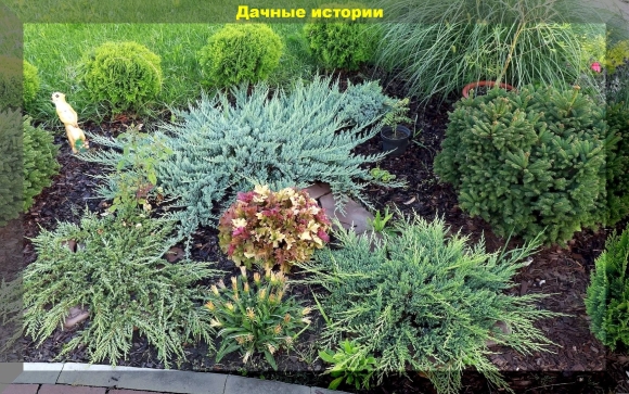 Можжевельник горизонтальный казацкий