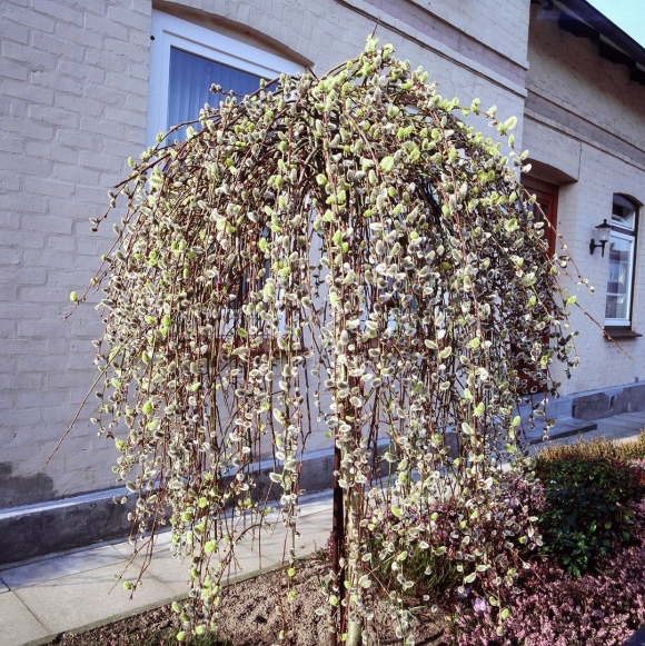 Ива Козья Kilmarnock