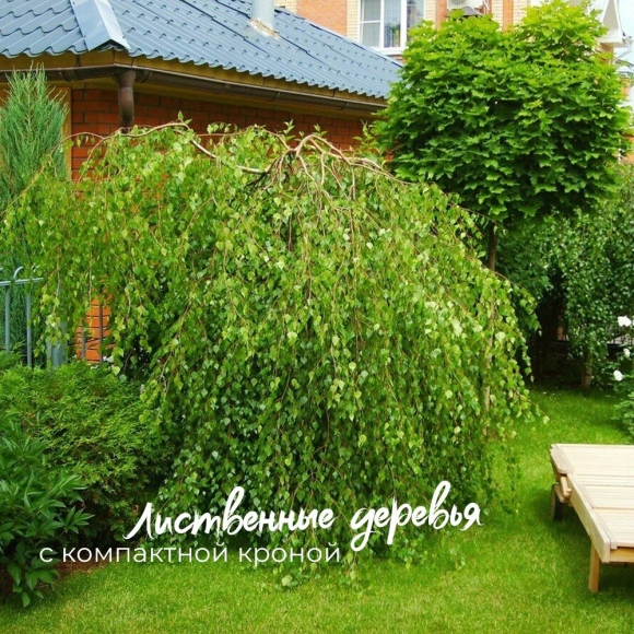 Ива цельнолистная Пендула