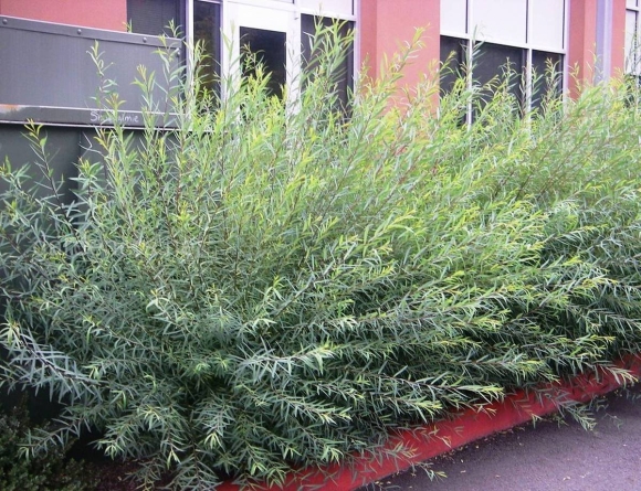 Ива пурпурная Salix purpurea Nana