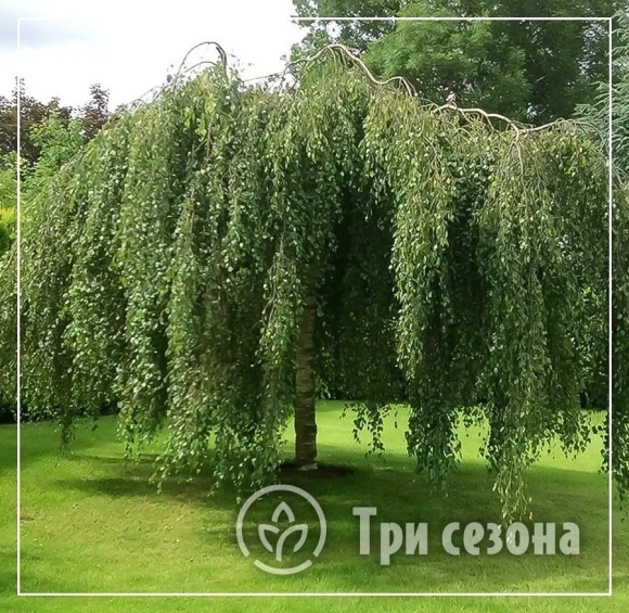 Береза повислая Юнги Betula pendula Youngii
