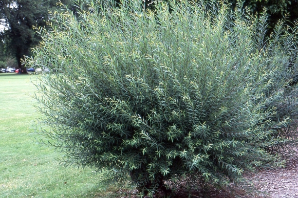 Ива пурпурная Salix purpurea Nana