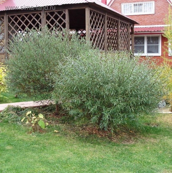 Ива пурпурная Salix purpurea