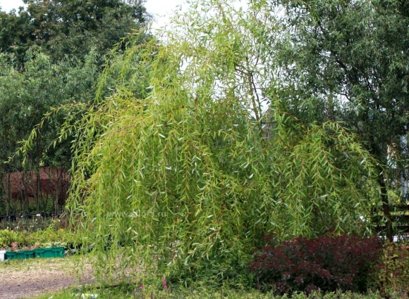 Ива росистая Salix rorida