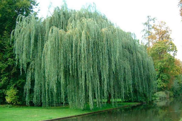 Ива белая плакучая Salix Alba