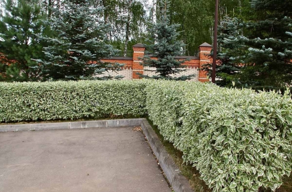 Дерен elegantissima Живая изгородь