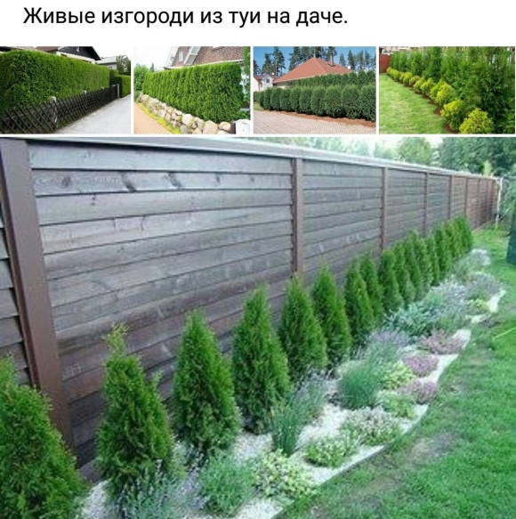 Туя Смарагд можжевельник