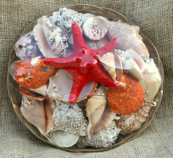 Ракушки морские набор