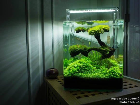 Акваскейп креветочник