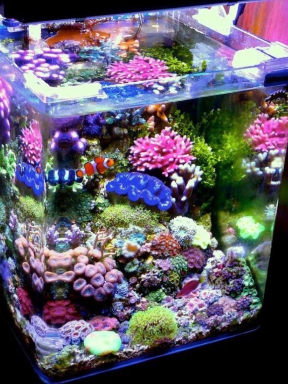 Аквариум Nano Reef