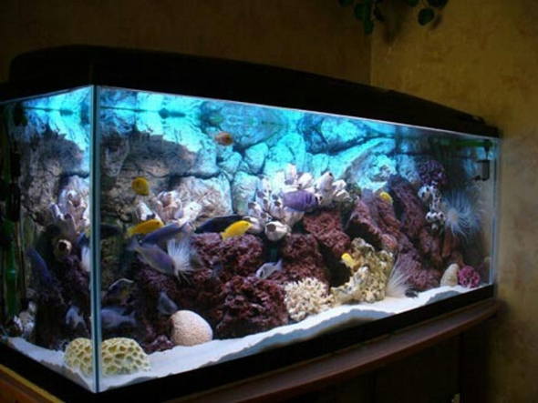 Псевдоморе аквариум