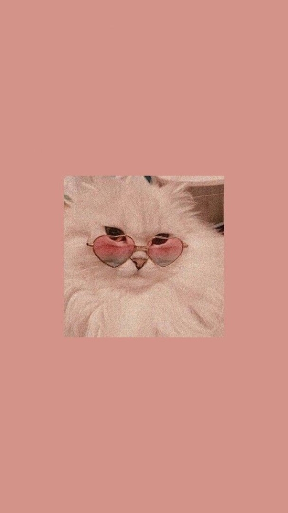 Котик в розовых очках