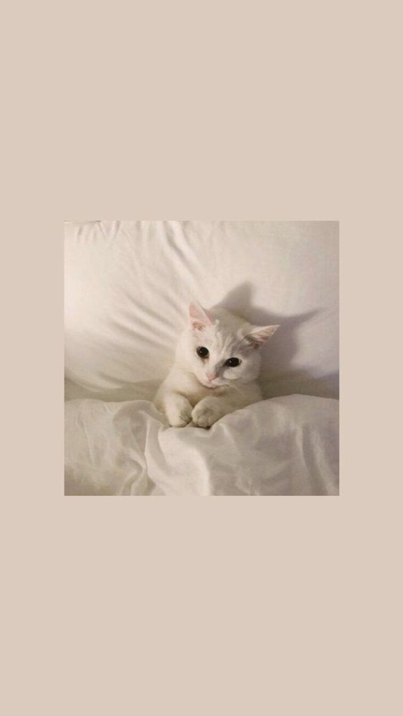 Обои с котиками Эстетика