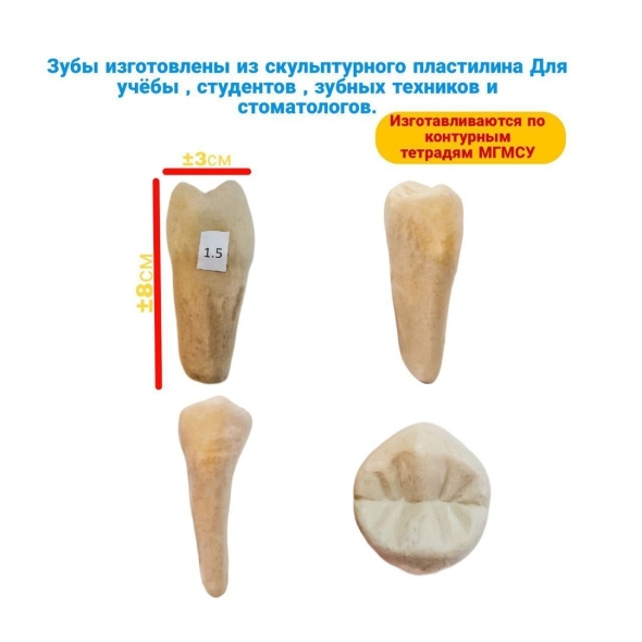 Моделирование зубов из пластилина
