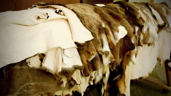 Шкура оленя