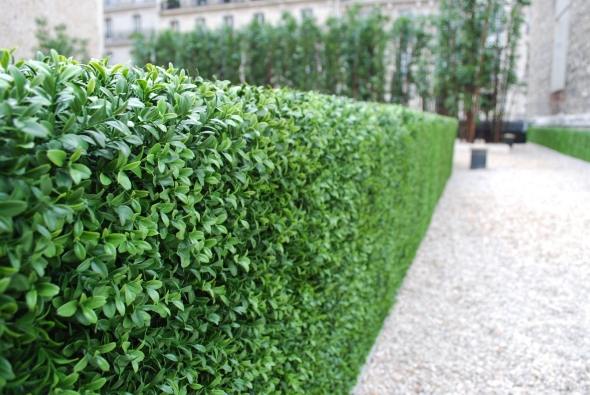 Бирючина обыкновенная ligustrum vulgare