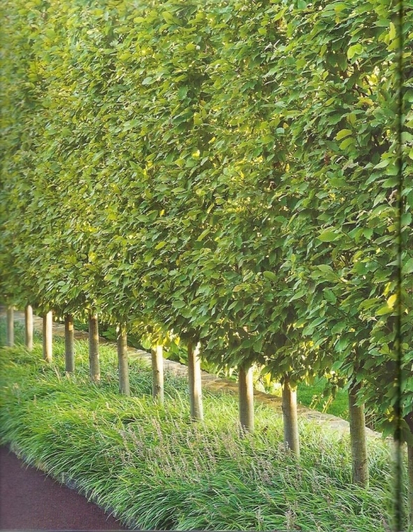 Carpinus betulus изгородь