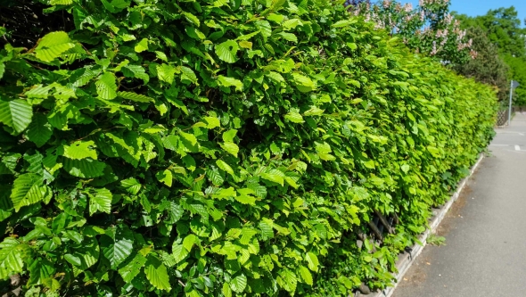 Carpinus betulus